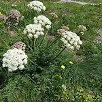 Achillea Alpina Cervinia Vda Vacanze In Vetta Cir 0249 Апартаменти Брей-Червінія