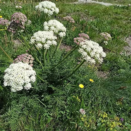 Achillea Alpina Cervinia Vda Vacanze In Vetta Cir 0249 アパート ブレウイル・チェルヴィナイア