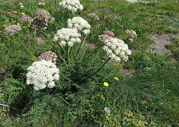 Achillea Alpina Cervinia Vda Vacanze In Vetta Cir 0249 Διαμέρισμα Breuil-Cervinia